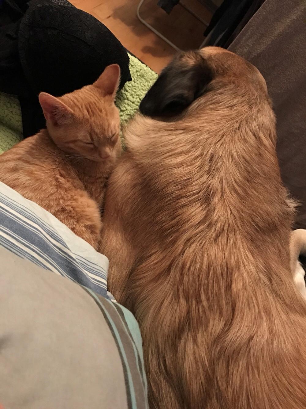 Huskat Pepsi billede 16