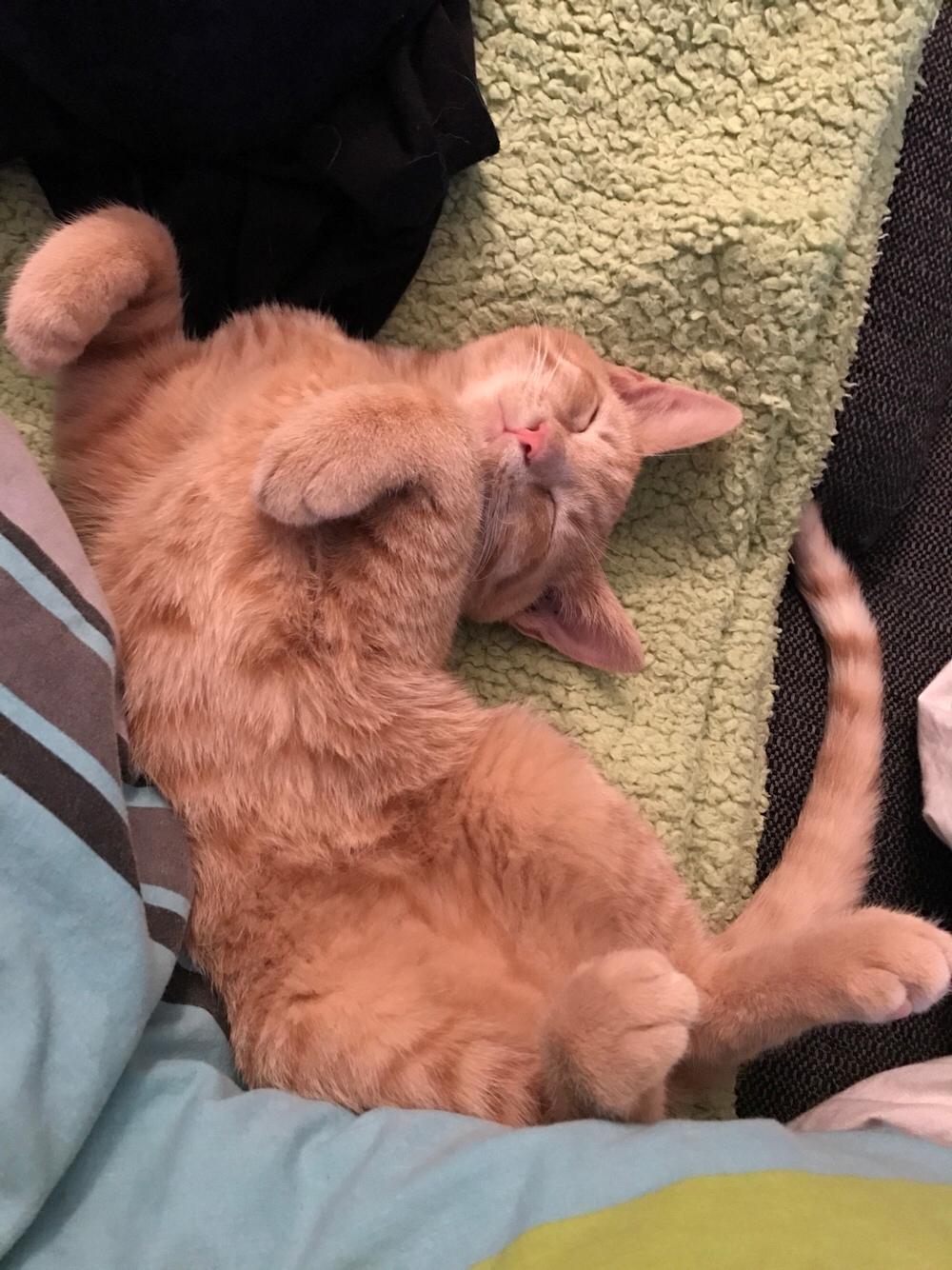 Huskat Pepsi billede 15