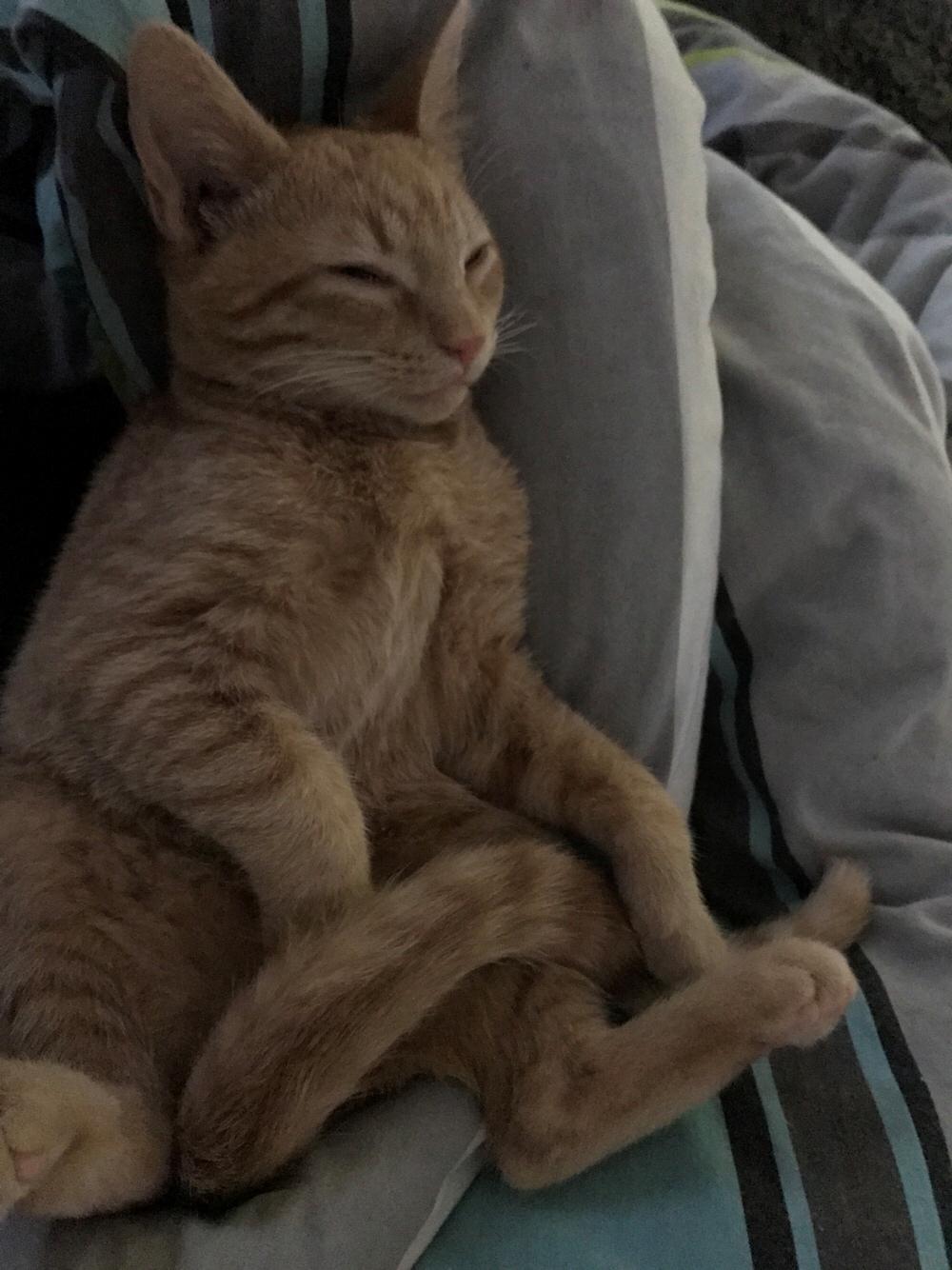 Huskat Pepsi billede 21