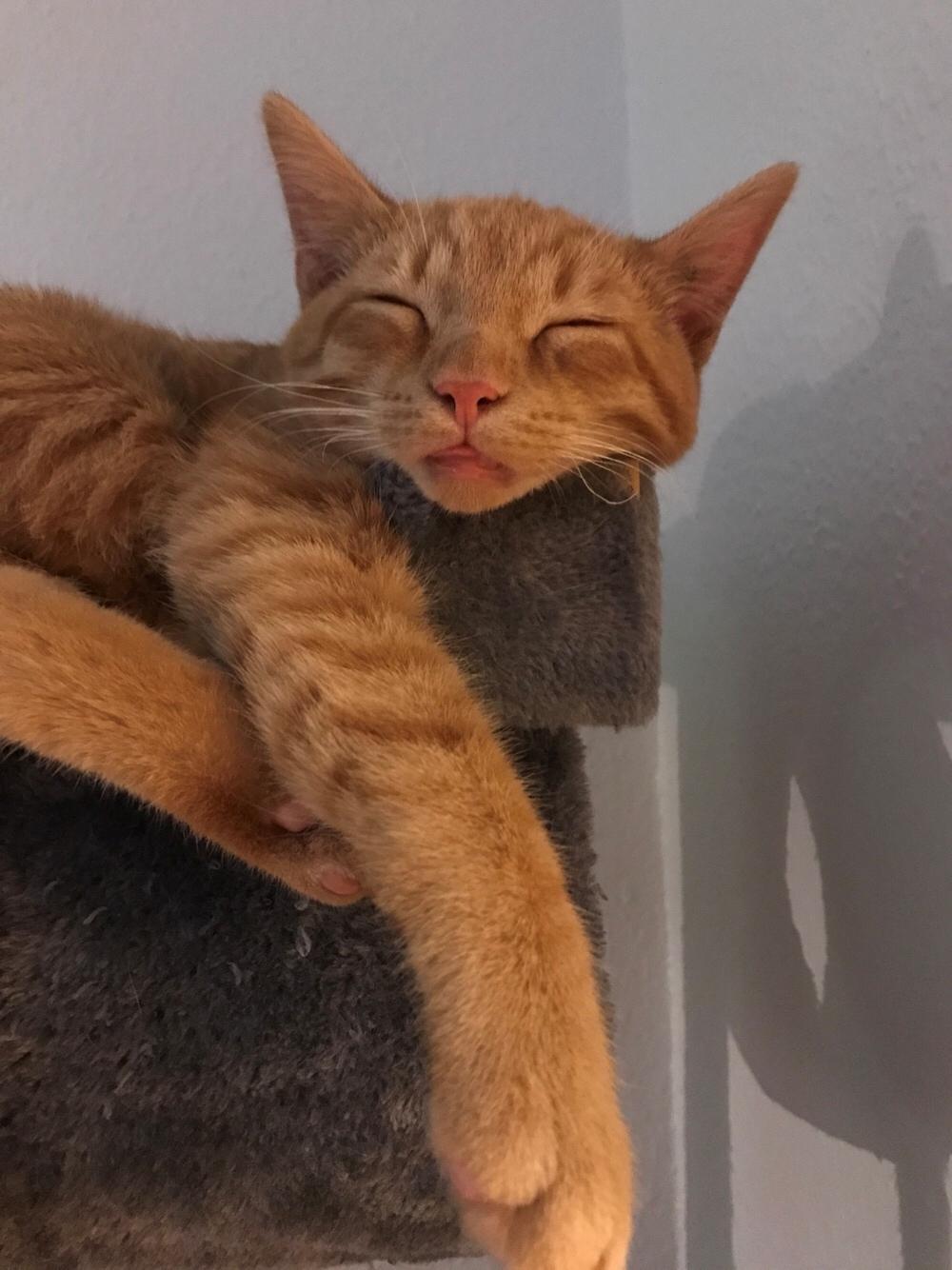 Huskat Pepsi billede 26