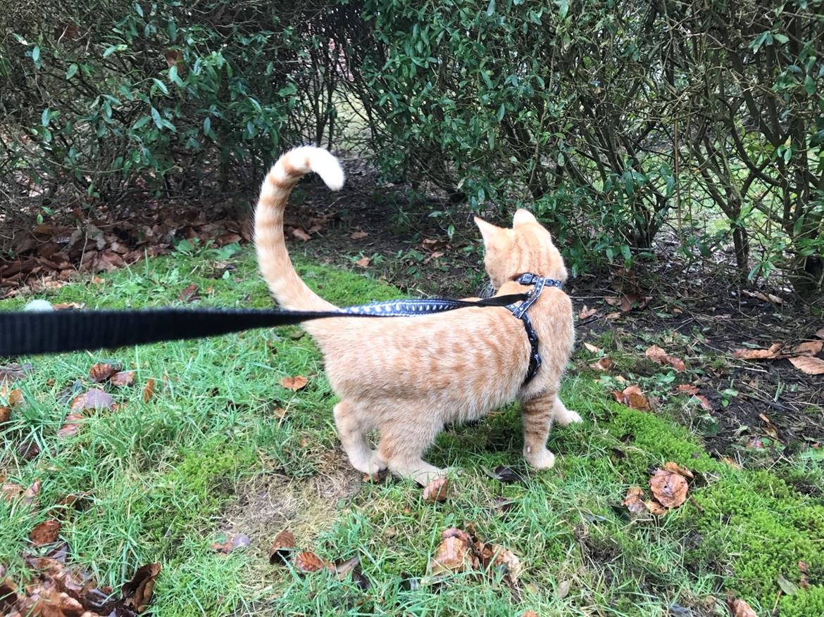 Huskat Pepsi billede 25