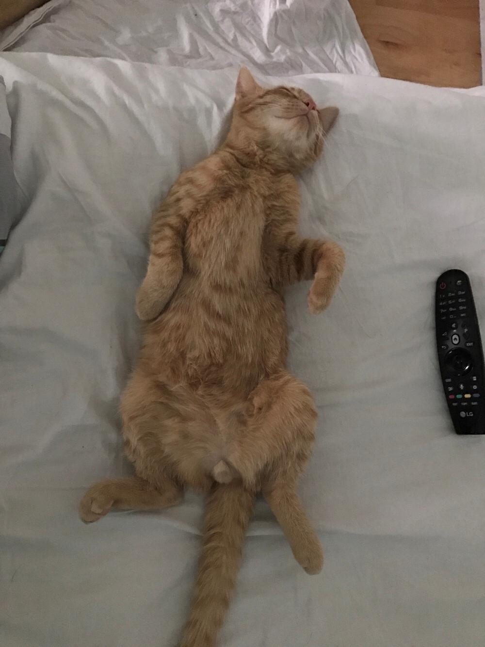 Huskat Pepsi billede 28