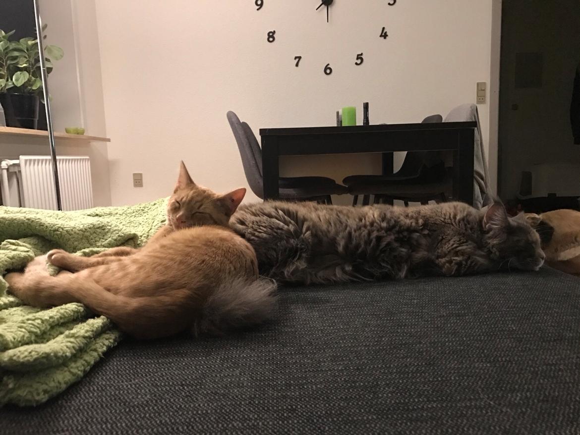 Huskat Pepsi billede 29