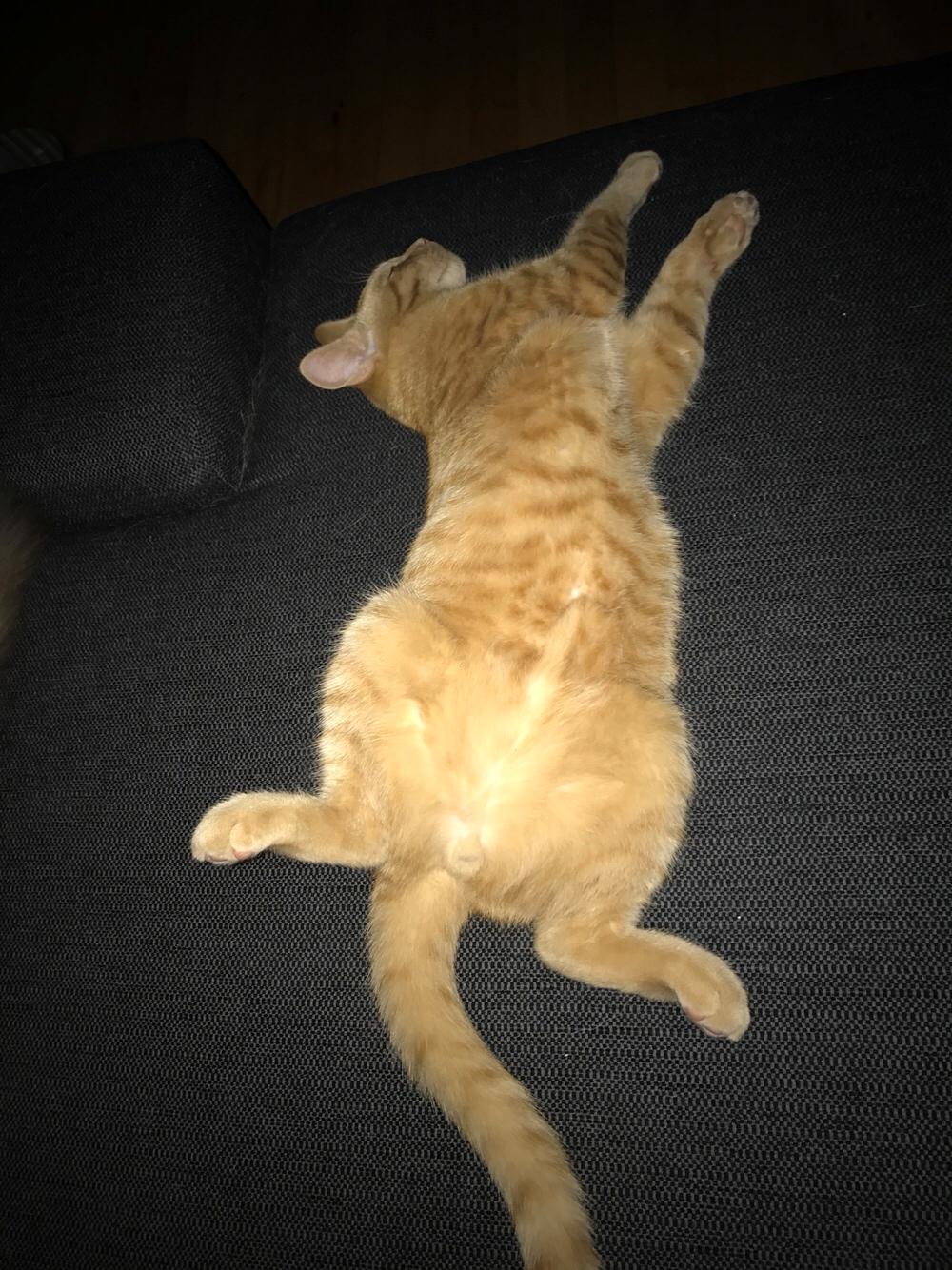 Huskat Pepsi billede 35