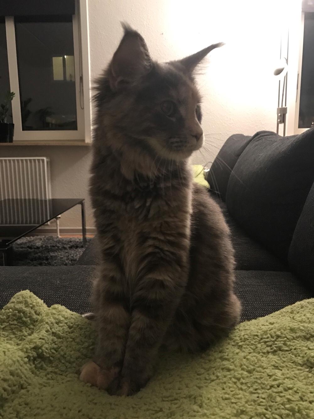 Maine Coon Safira billede 1