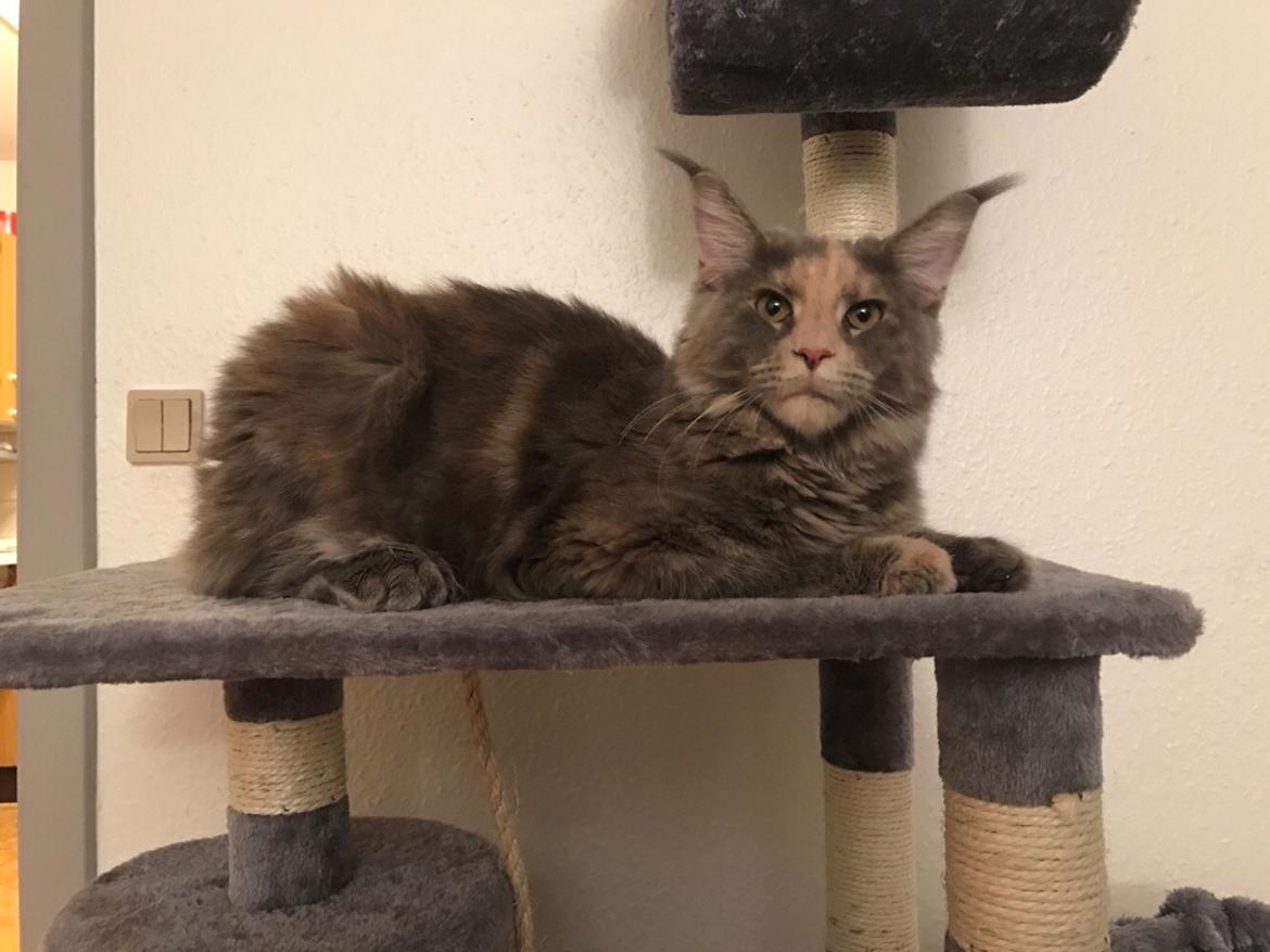 Maine Coon Safira billede 3