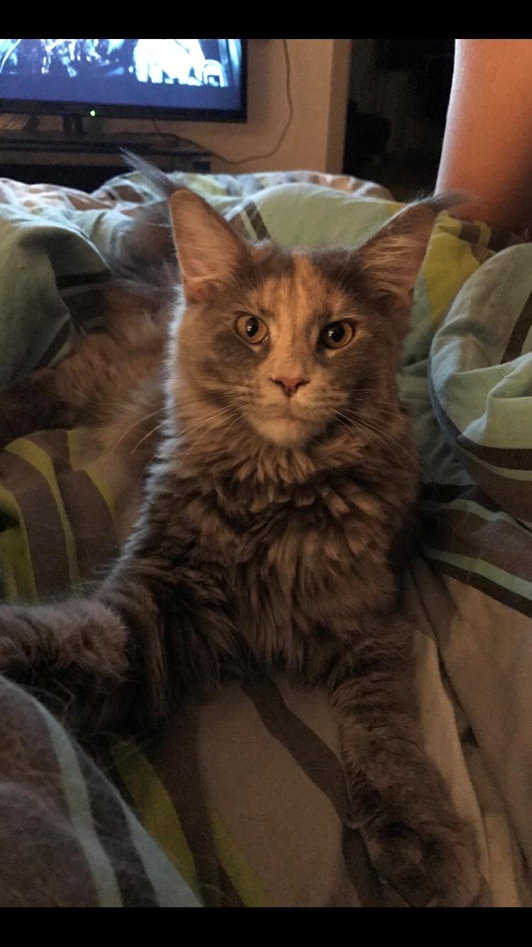 Maine Coon Safira billede 6
