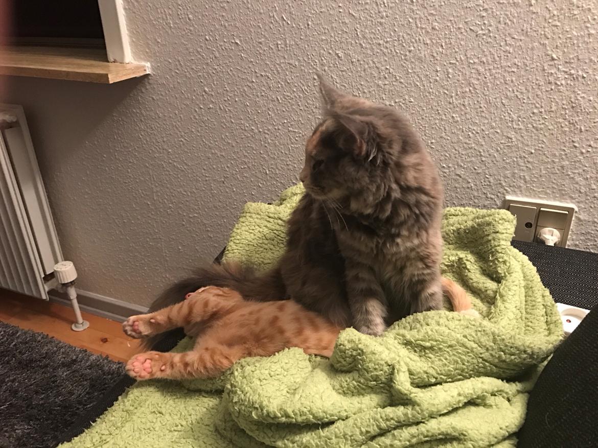 Maine Coon Safira billede 5