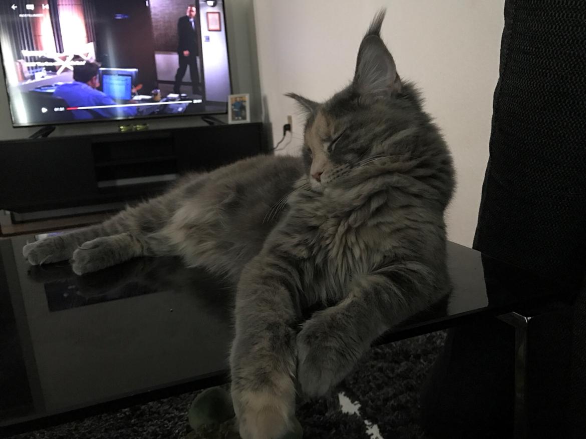 Maine Coon Safira billede 11