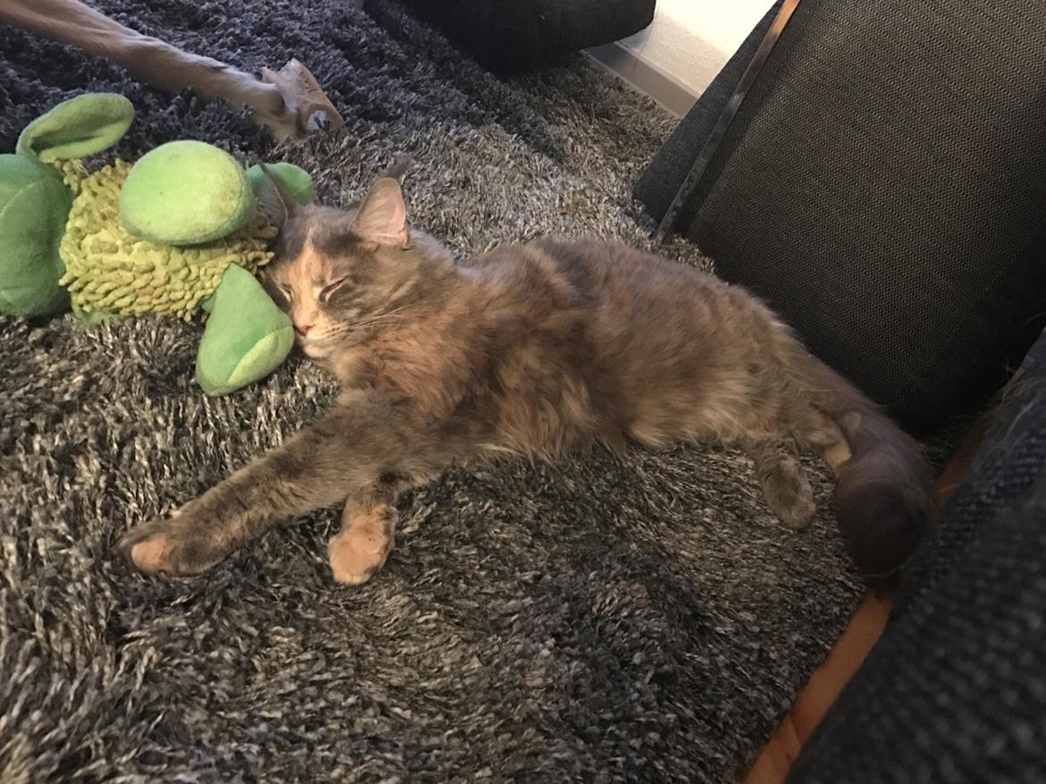 Maine Coon Safira billede 12