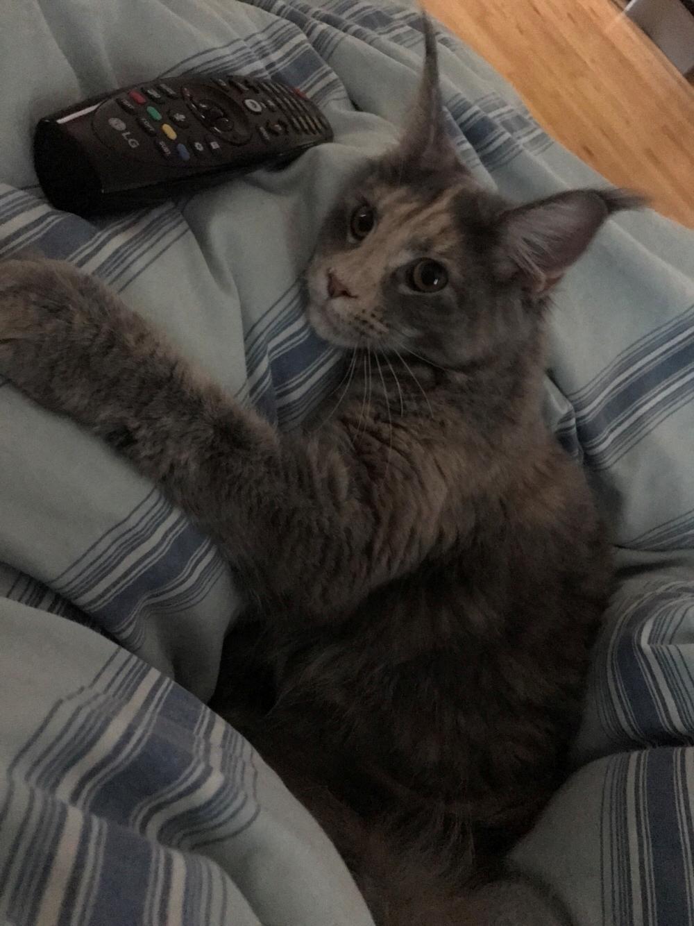 Maine Coon Safira billede 15