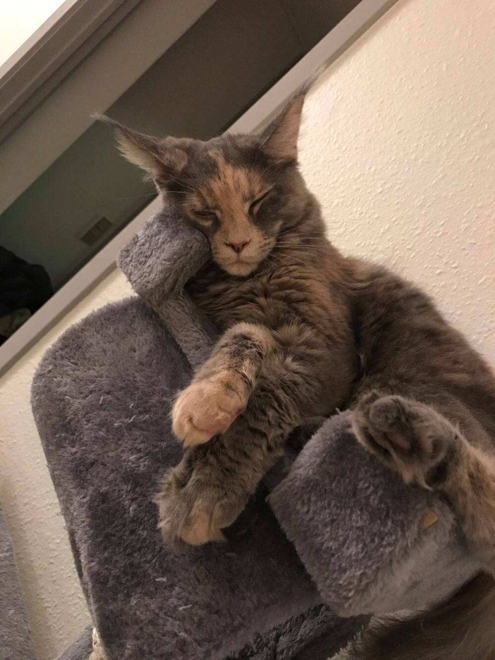 Maine Coon Safira billede 16