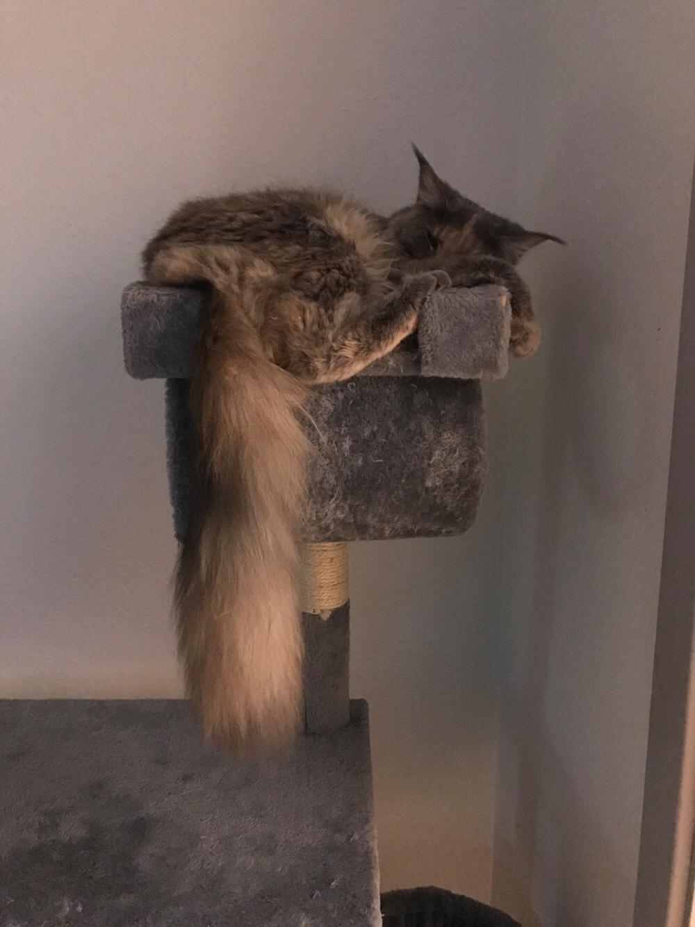 Maine Coon Safira billede 17