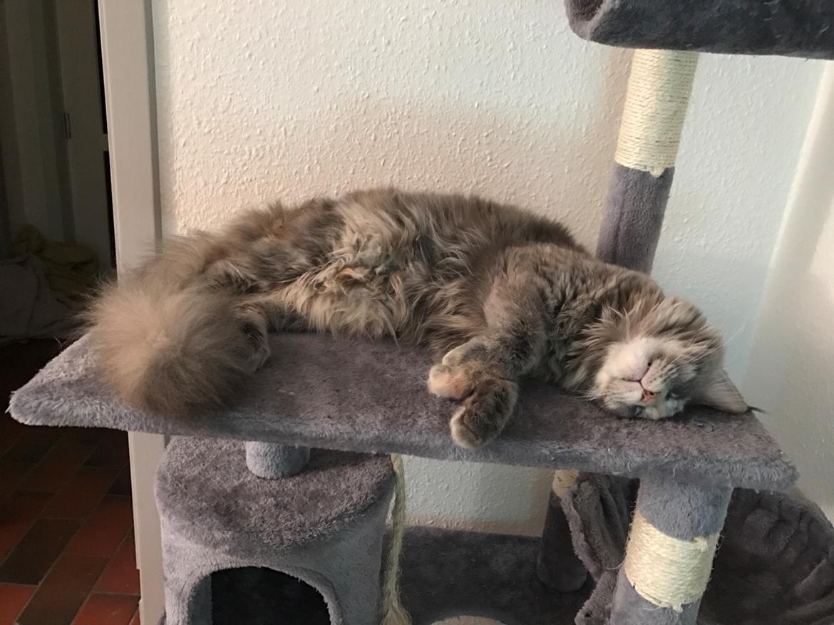 Maine Coon Safira billede 18