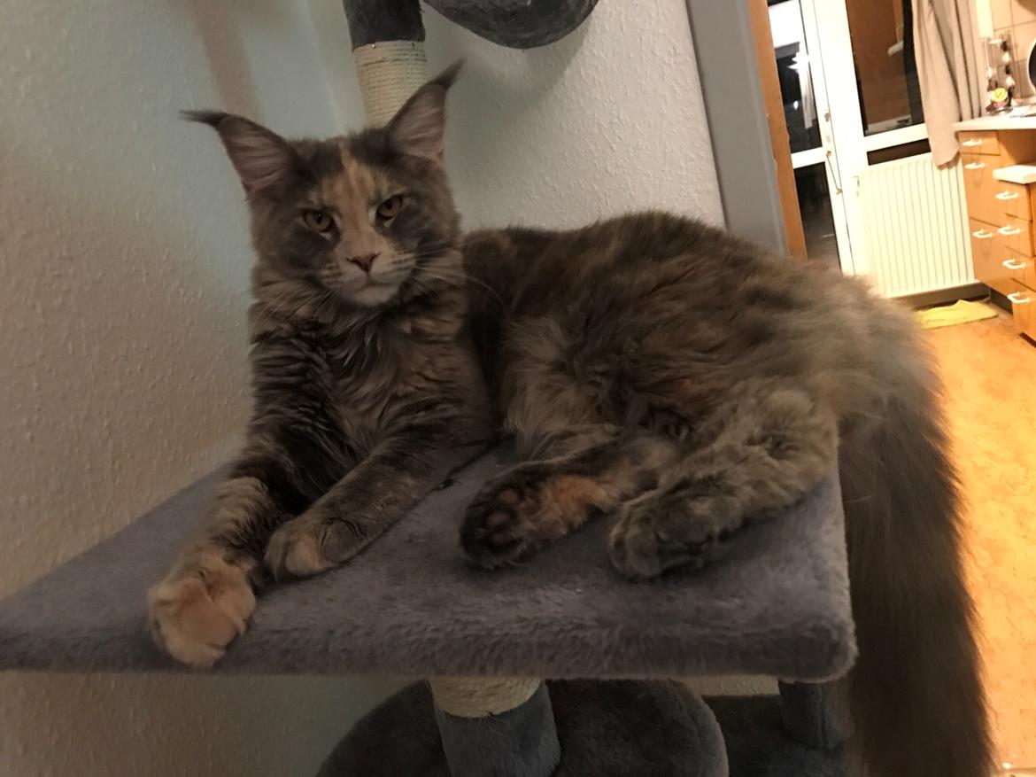 Maine Coon Safira billede 20