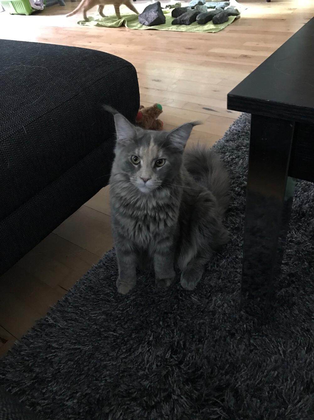 Maine Coon Safira billede 25