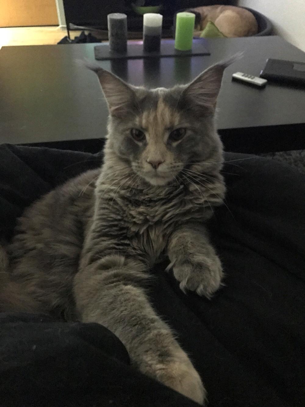 Maine Coon Safira billede 27