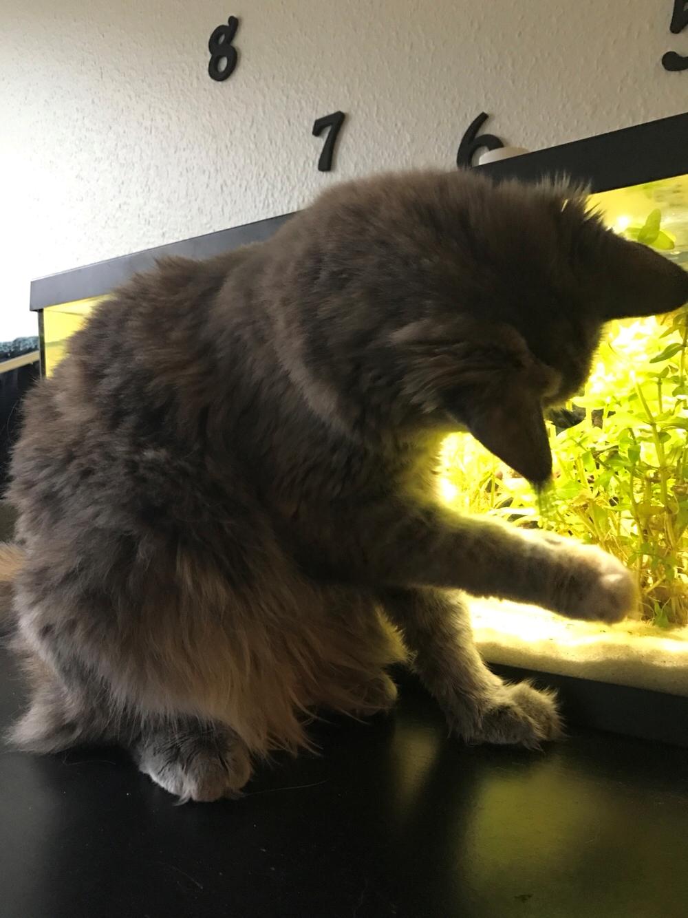 Maine Coon Safira billede 30