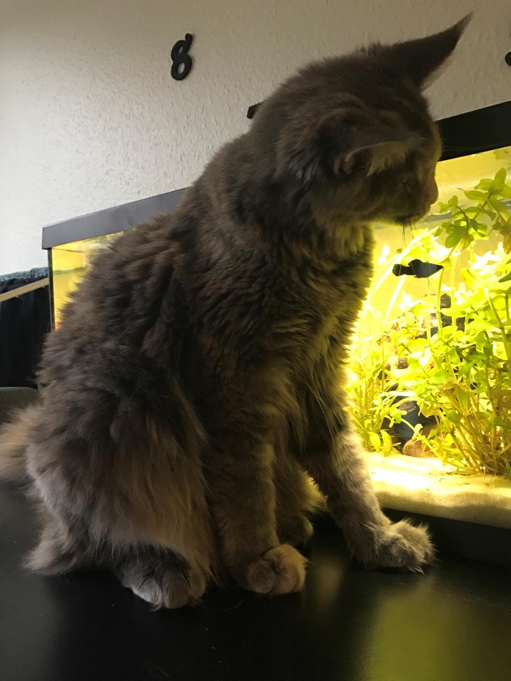 Maine Coon Safira billede 29