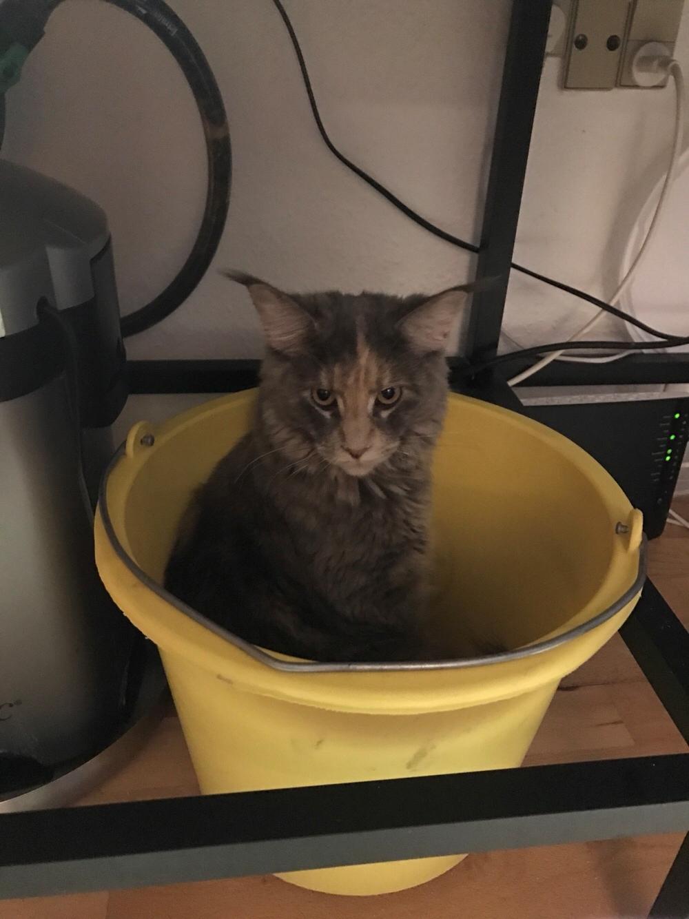 Maine Coon Safira billede 33