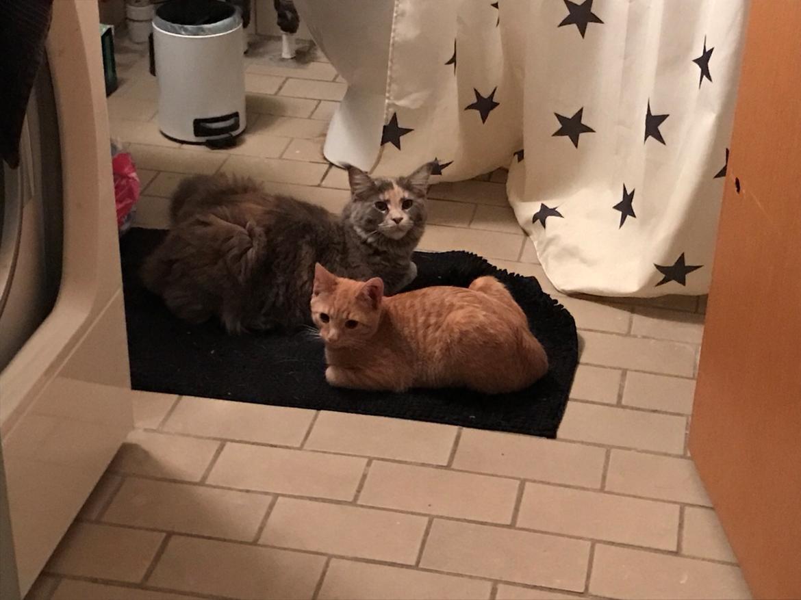 Maine Coon Safira billede 38