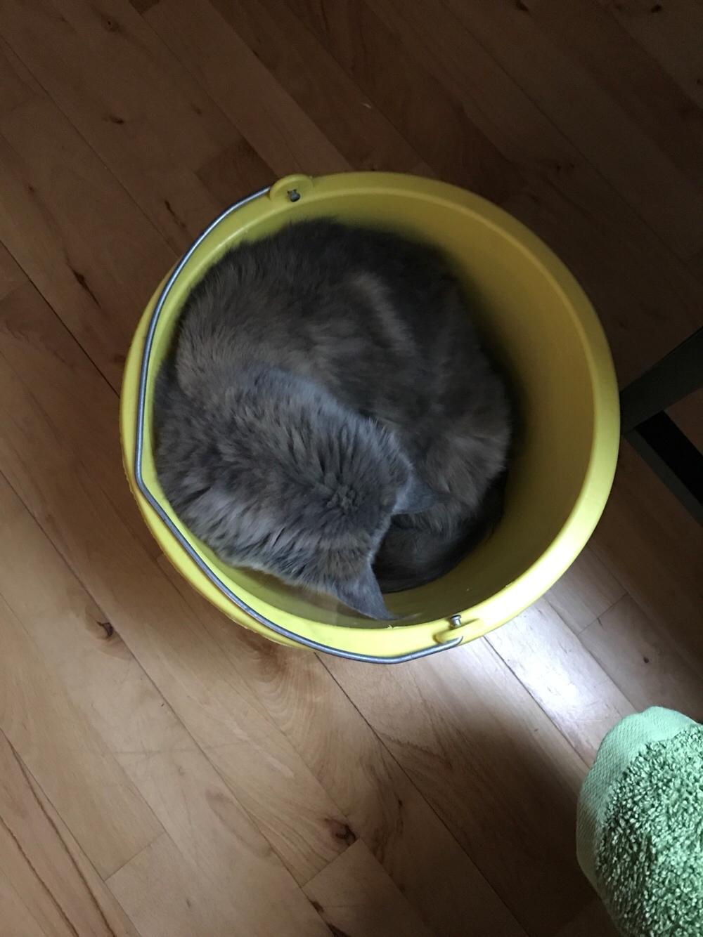 Maine Coon Safira billede 39