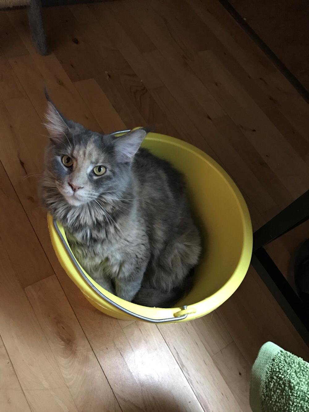 Maine Coon Safira billede 40