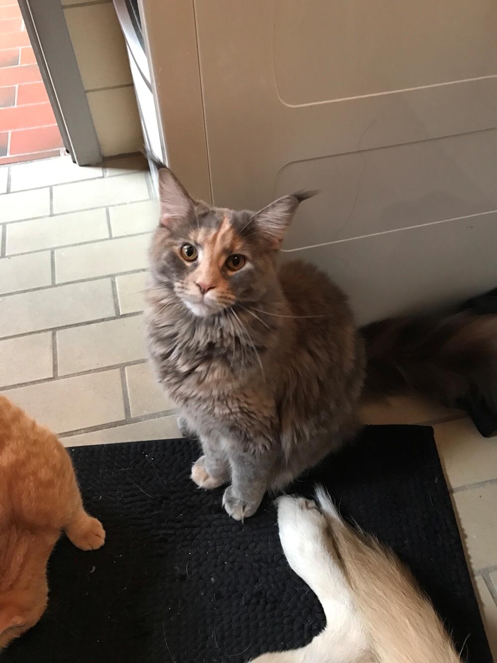 Maine Coon Safira billede 45