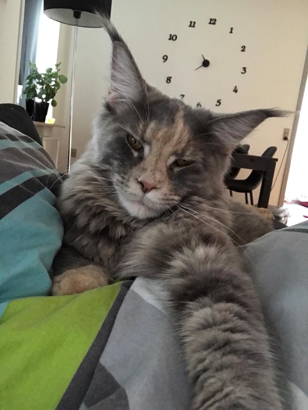 Maine Coon Safira billede 48