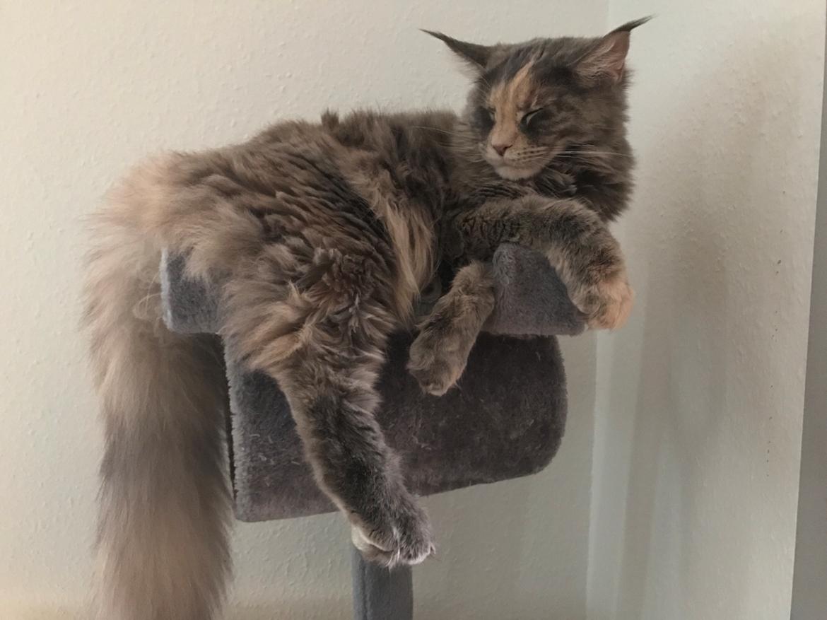 Maine Coon Safira billede 50