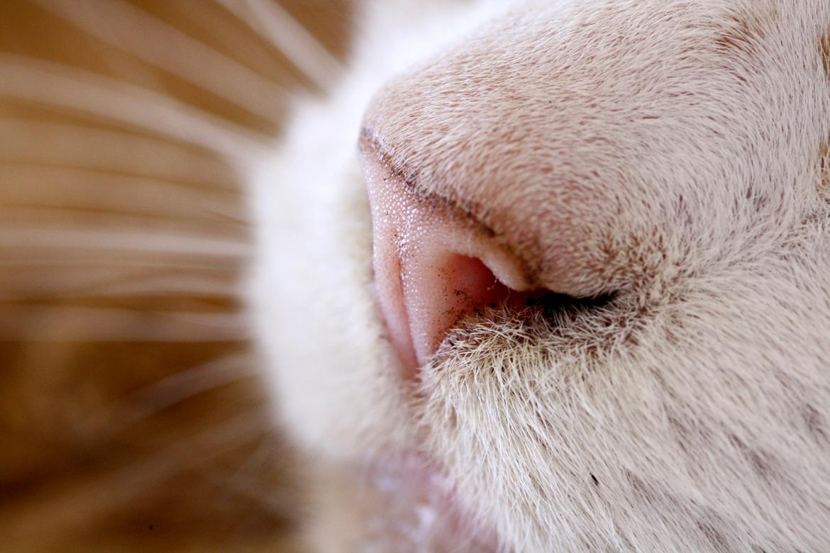 Huskat Oliver billede 3