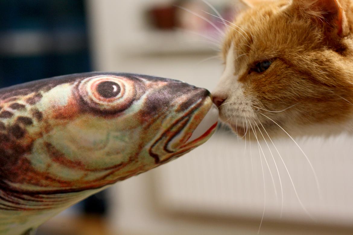 Huskat Oliver billede 5