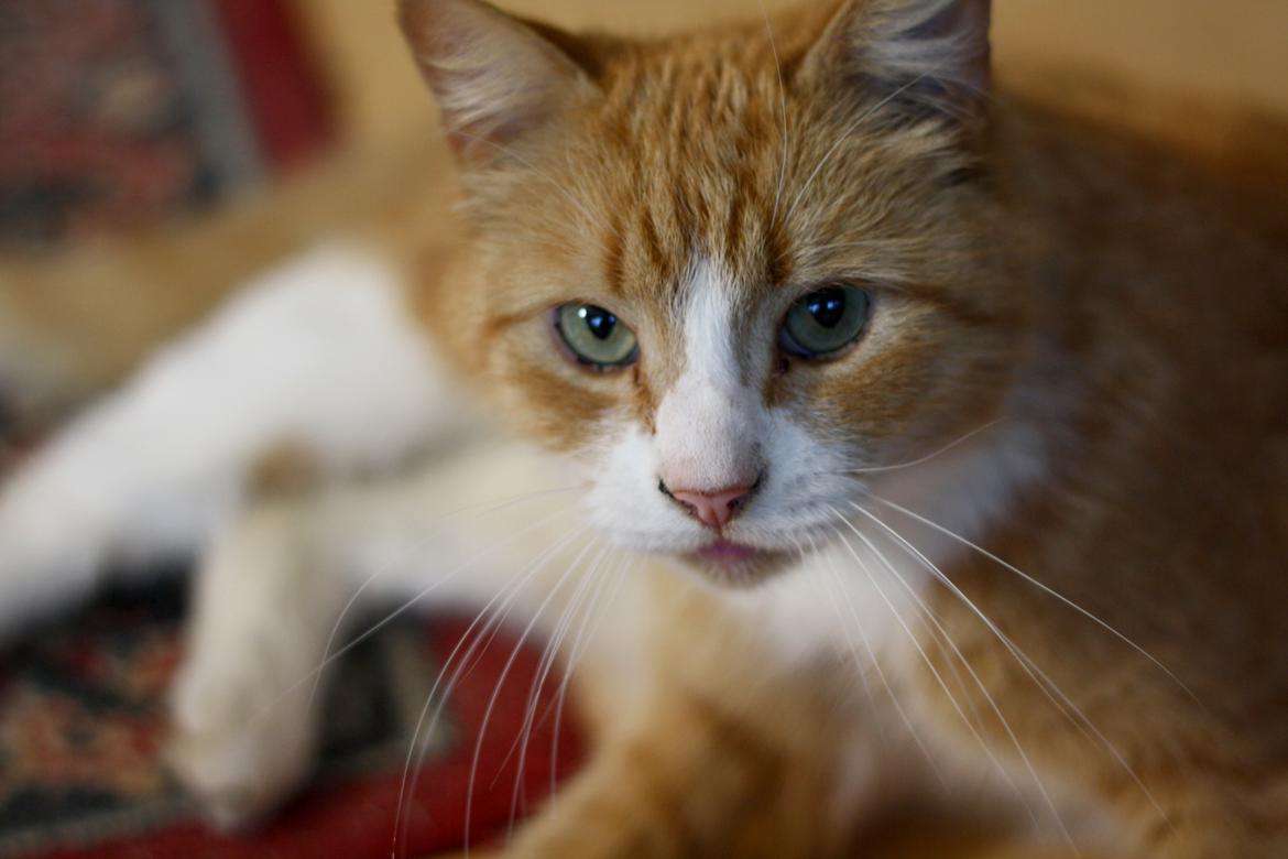 Huskat Oliver billede 4