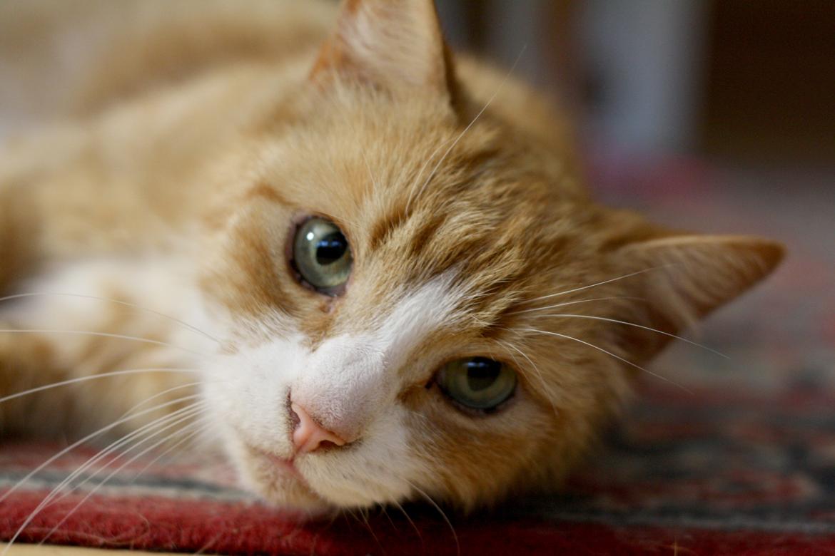 Huskat Oliver billede 6