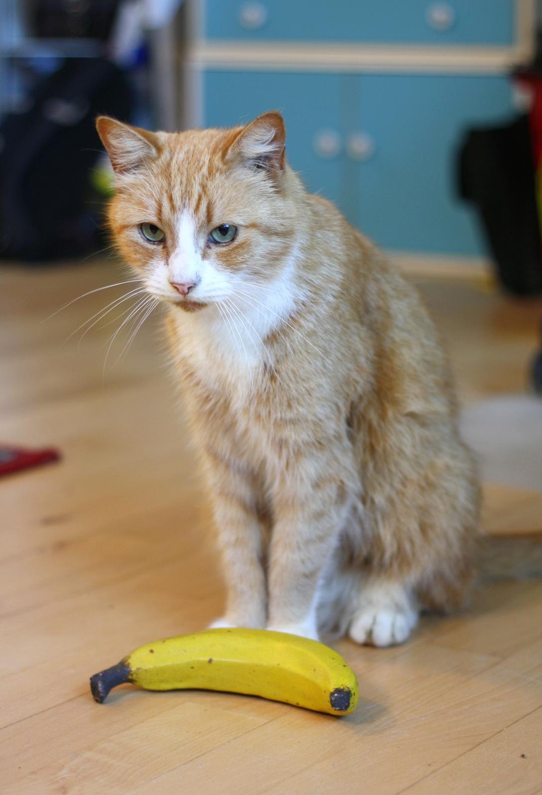 Huskat Oliver billede 7