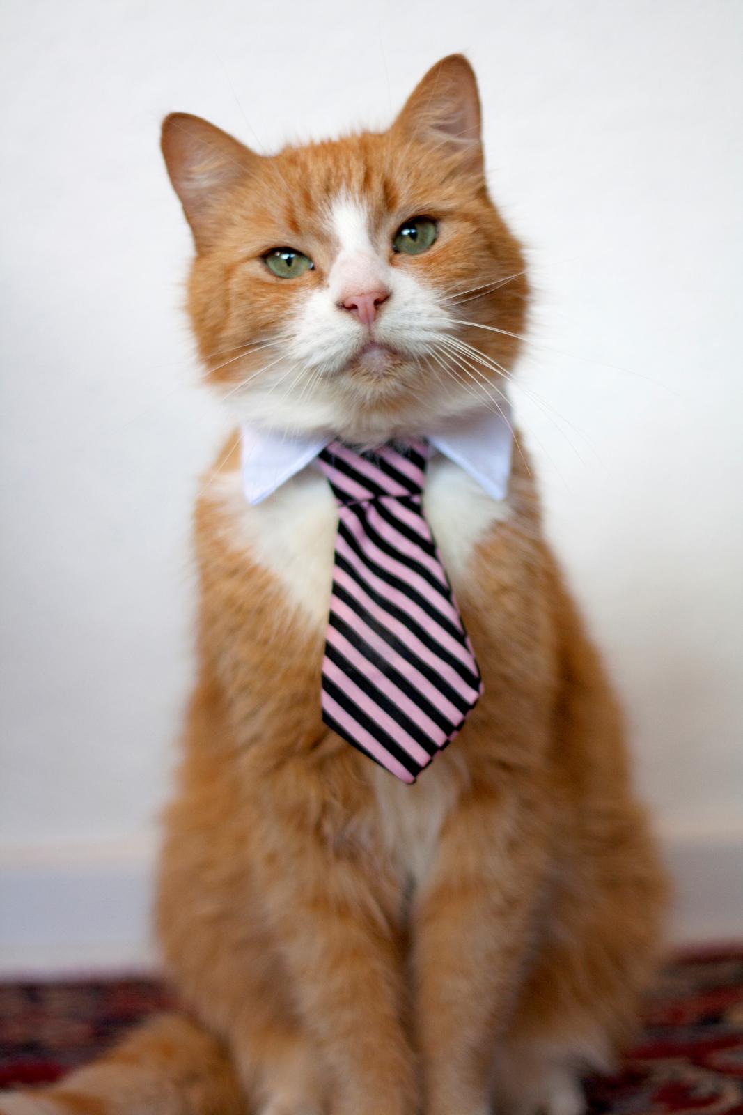 Huskat Oliver billede 1