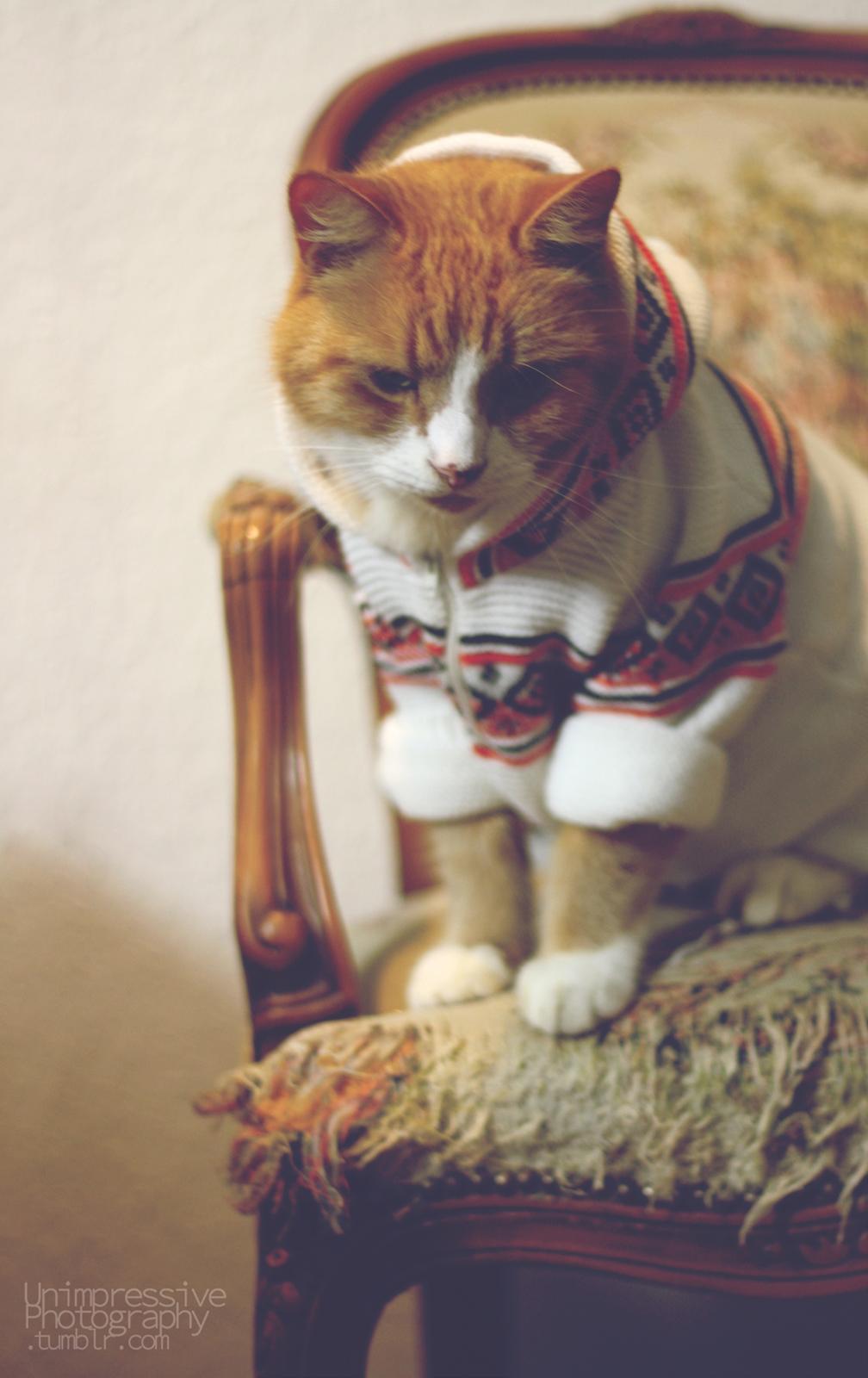 Huskat Oliver billede 2