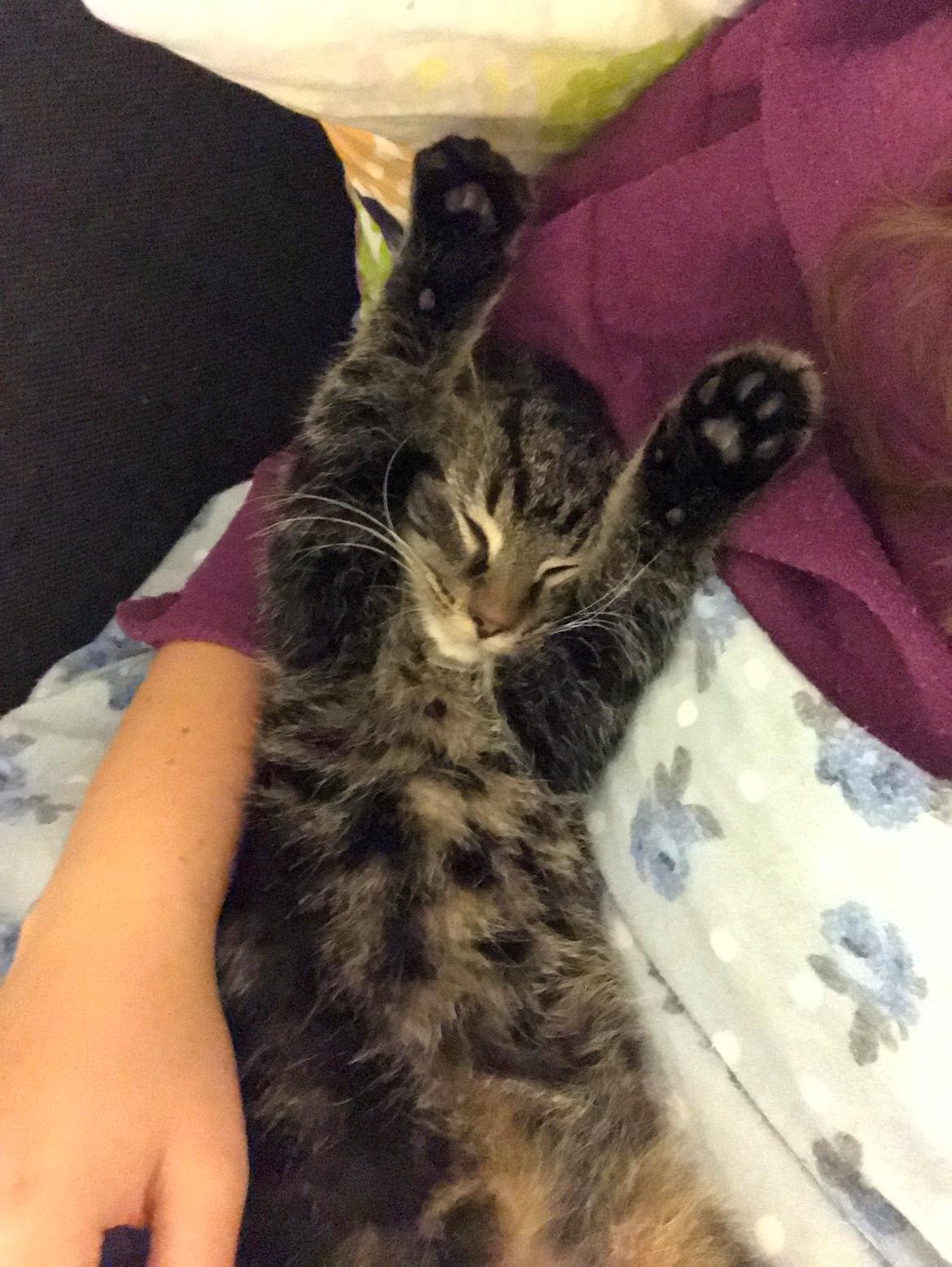 Huskat Bum billede 2