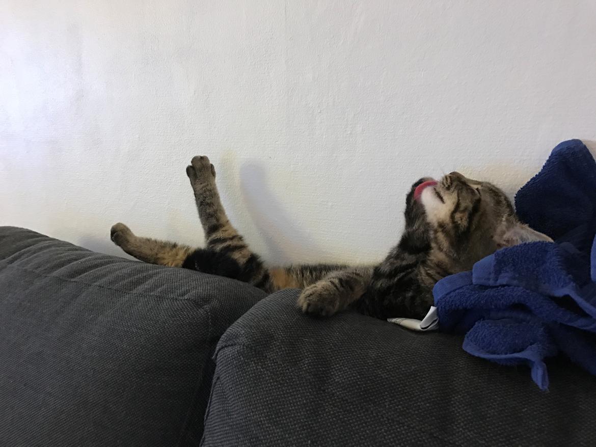 Huskat Bum billede 6