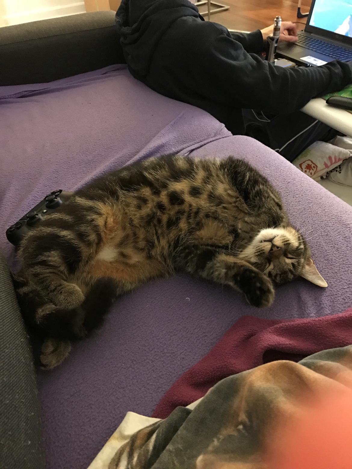 Huskat Bum billede 8