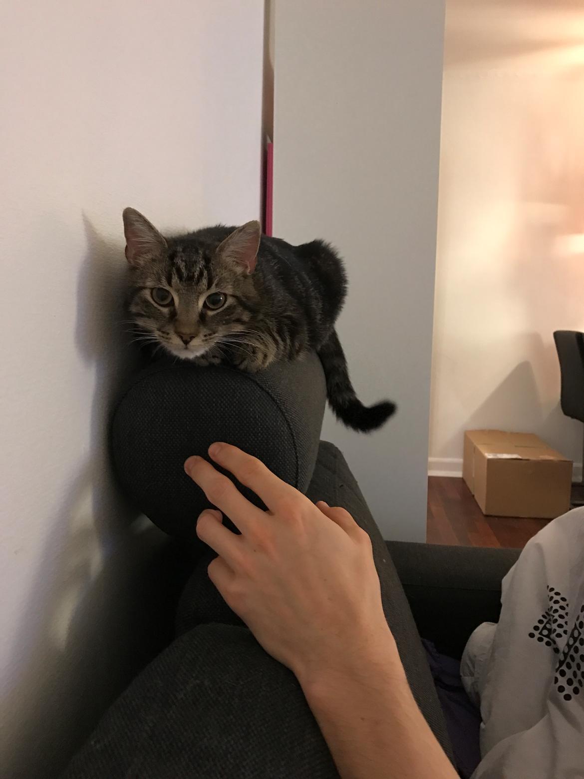 Huskat Bum billede 7