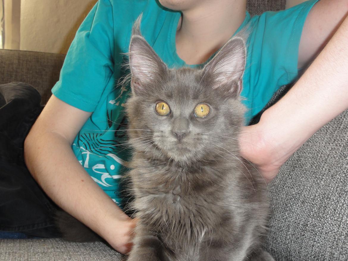 Maine Coon Blackangel's Cleffa billede 11