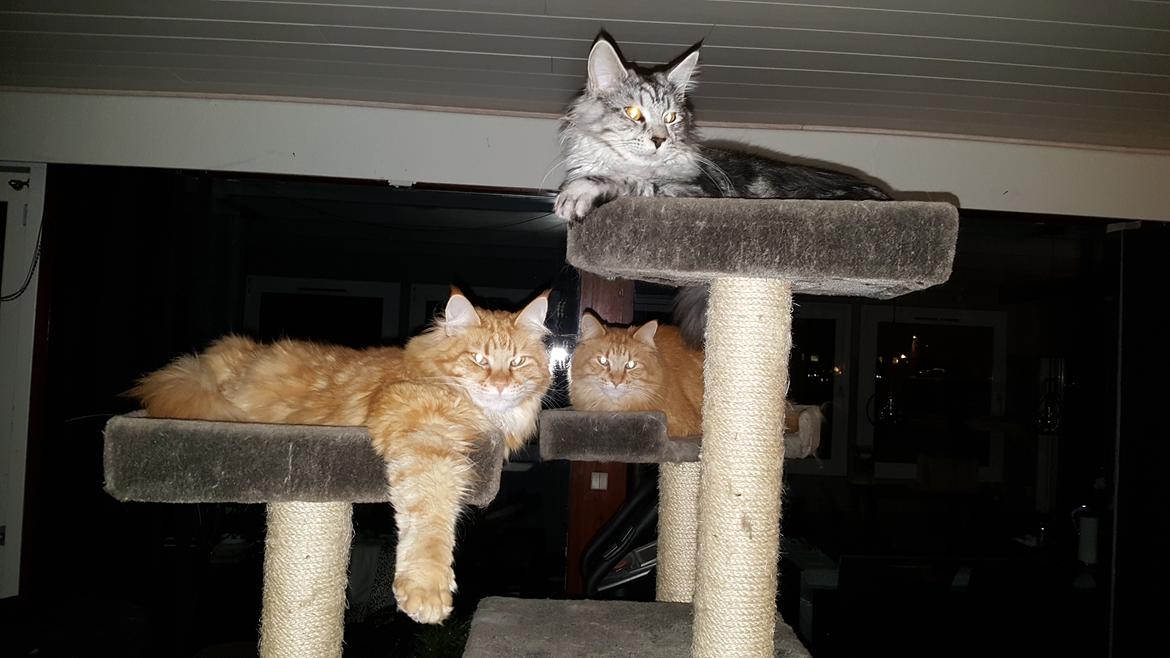 Maine Coon Bumle billede 13