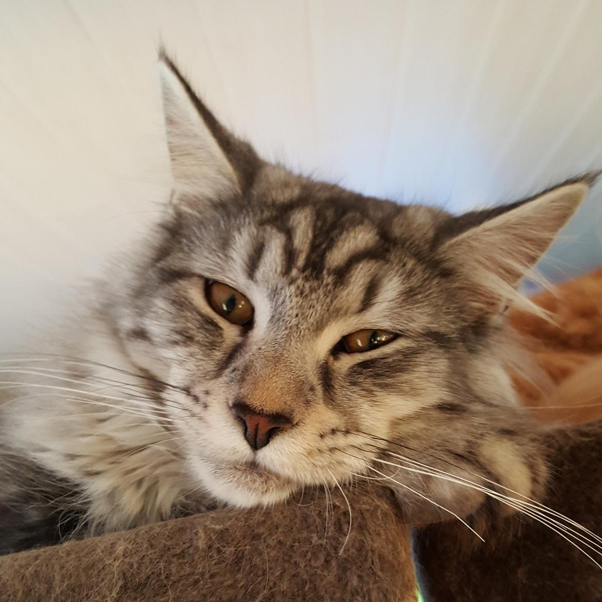 Maine Coon Bumle billede 1