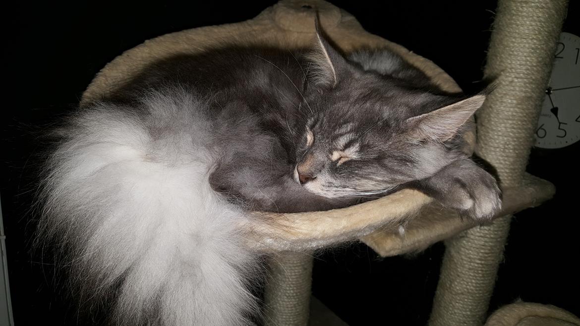 Maine Coon Bounty (DK Nanice Charlie) billede 43