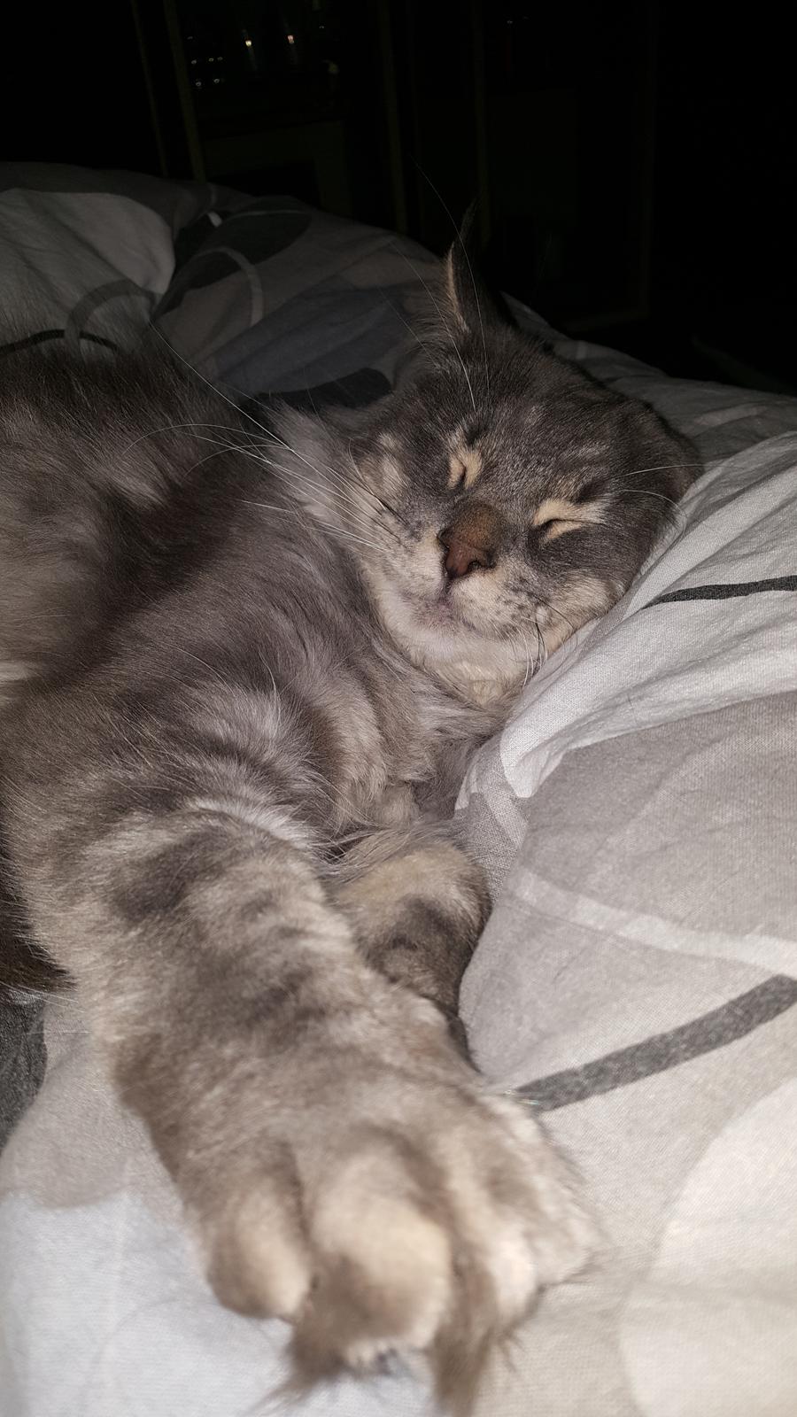 Maine Coon Bounty (DK Nanice Charlie) billede 44