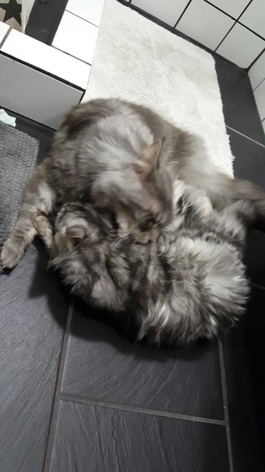 Maine Coon Bounty (DK Nanice Charlie) billede 45