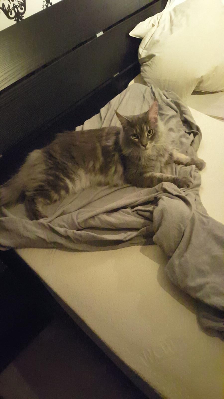 Maine Coon Bounty (DK Nanice Charlie) billede 46