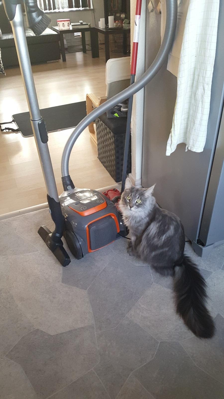 Maine Coon Bounty (DK Nanice Charlie) billede 47