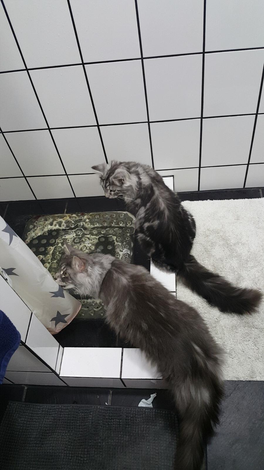 Maine Coon Bounty (DK Nanice Charlie) billede 48